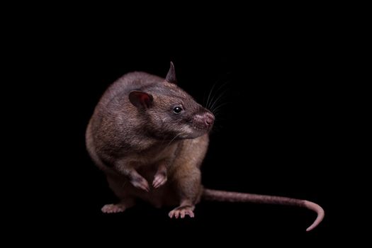 Gambian pouched rat, Cricetomys gambianus, isolated on black background