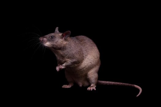 Gambian pouched rat, Cricetomys gambianus, isolated on black background