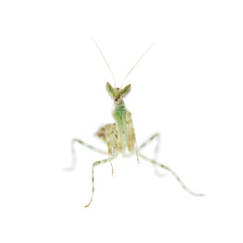 Creobroter gemmatus, or common names indian flower mantis isolates on white background