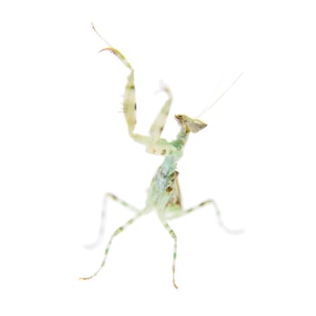 Creobroter gemmatus, or common names indian flower mantis isolates on white background