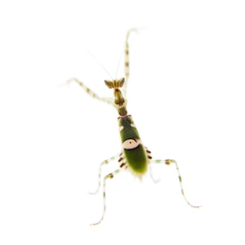 Creobroter gemmatus, or common names indian flower mantis isolates on white background