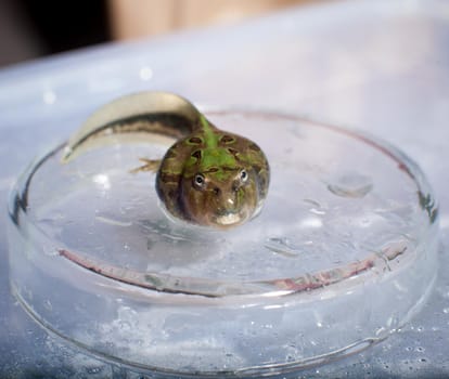 The Brazilian horned frog tadpole, Ceratophrys aurita