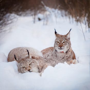 Beautiful Eurasian bobcat, lynx lynx, in winter field