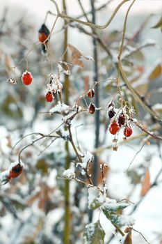 Closeup red frozen berries on faded bushes with first snow, snowy landscape, natural wintry atmospheric background, winter season onset concept, vertical image