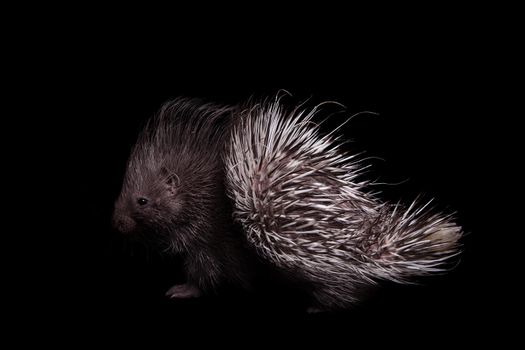 Indian crested Porcupine baby, Hystrix indica, isolated on black background