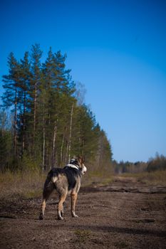 Mixed breed dog portrait in the autumn field