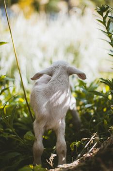 Cute young white goatling standing in a garden