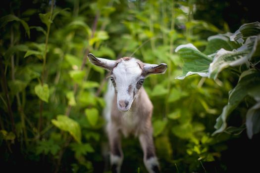 Cute young grey goatling standing in a garden