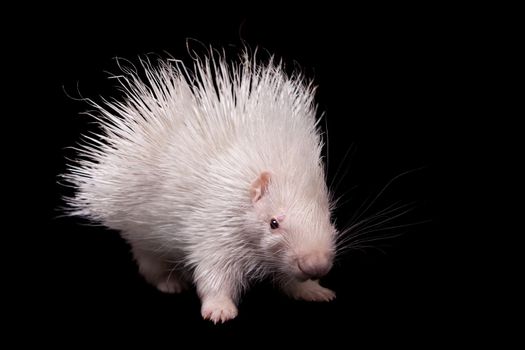 Albino indian crested Porcupine baby, Hystrix indica, isolated on black background