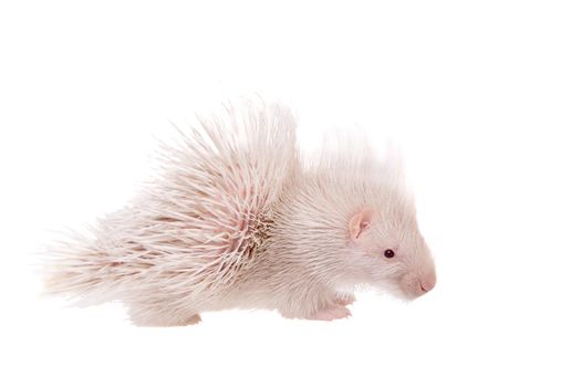 Albino Indian crested Porcupine baby, Hystrix indica, isolated on white background