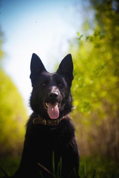 9 month old east-european shepherd dog in the field