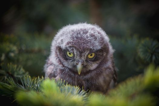 Little Owl Baby, 5 weeks old, Athene noctua on grass