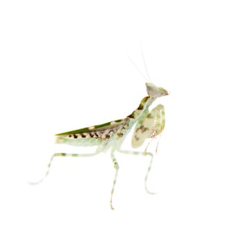 Creobroter gemmatus, or common names indian flower mantis isolates on white background