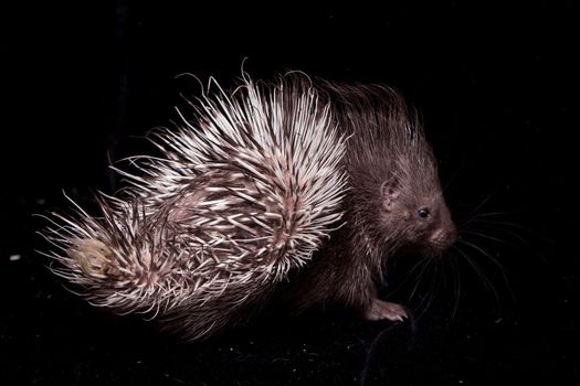 Indian crested Porcupine baby, Hystrix indica, isolated on black background