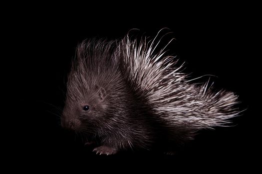 Indian crested Porcupine baby, Hystrix indica, isolated on black background