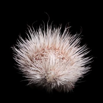 Albino indian crested Porcupine baby, Hystrix indica, isolated on black background