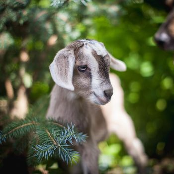 Cute young grey goatling standing in a garden