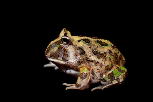 The Brazilian horned frog, Ceratophrys aurita, isolated on black background