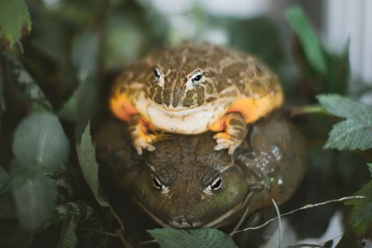 Couple African bullfrogs, male and female, Pyxicephalus adspersus, sitting on green leaves