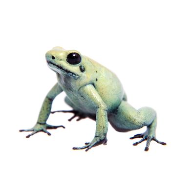 The golden poison frog, Phyllobates terribilis Mint, isolated on white background.