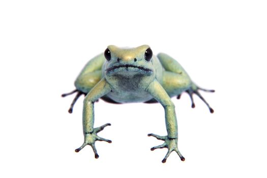 The golden poison frog, Phyllobates terribilis Mint, isolated on white background.