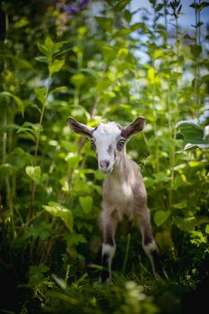 Cute young grey goatling standing in a garden