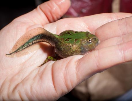 The Brazilian horned frog tadpole, Ceratophrys aurita