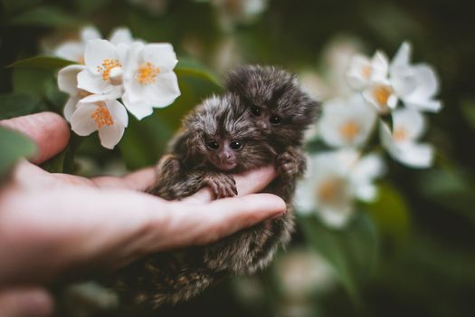 The common marmosets, Callithrix jacchus, in summer garden on human hand