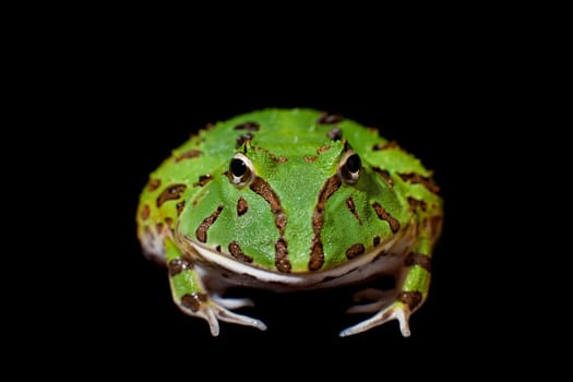 The Brazilian horned frog, Ceratophrys aurita, isolated on black background