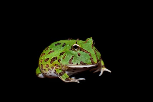 The Brazilian horned frog, Ceratophrys aurita, isolated on black background