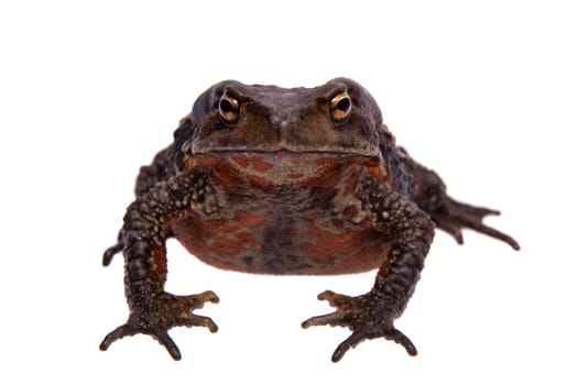 Vietnamese toad, Bufo sp, isolated on white background