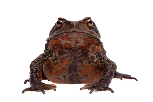 Vietnamese toad, Bufo sp, isolated on white background