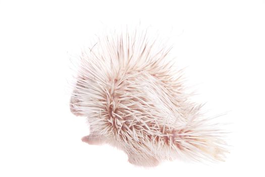 Albino Indian crested Porcupine baby, Hystrix indica, isolated on white background