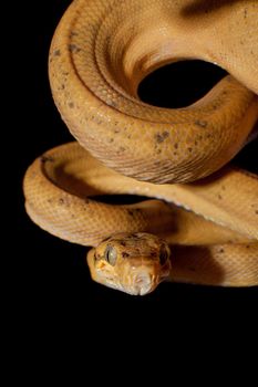 Red Amazon tree boa, corallus hortulanus, isolated on black background