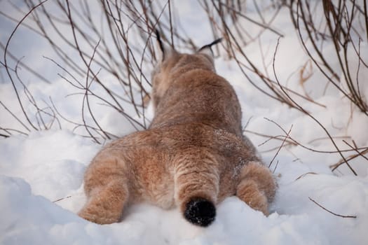 Beautiful Eurasian bobcat, lynx lynx, in winter field