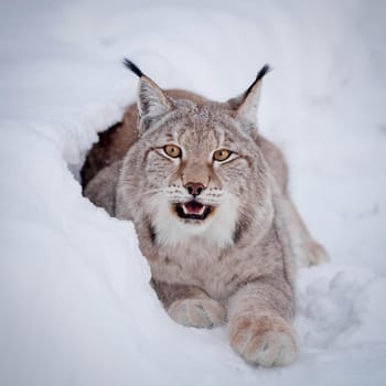 Beautiful Eurasian bobcat, lynx lynx, in winter field