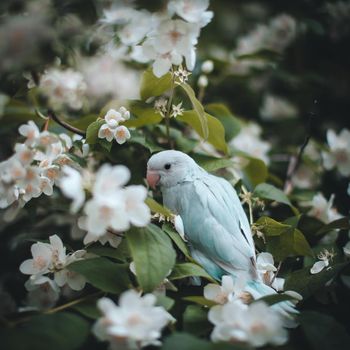 The rose-ringed or ring-necked parakeet, Psittacula krameri, fon the branch in summer garden