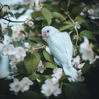 The rose-ringed or ring-necked parakeet, Psittacula krameri, fon the branch in summer garden