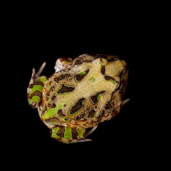 The Brazilian horned frog, Ceratophrys aurita, isolated on black background