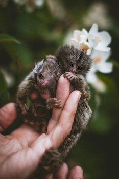 The common marmosets, Callithrix jacchus, in summer garden on human hand