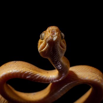 Red Amazon tree boa, corallus hortulanus, isolated on black background