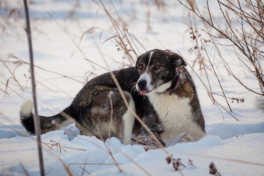 Mixed breed dog portrait in the winter field