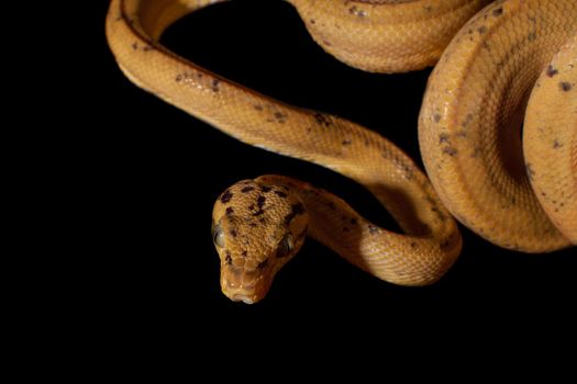 Red Amazon tree boa, corallus hortulanus, isolated on black background