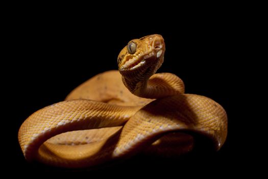 Red Amazon tree boa, corallus hortulanus, isolated on black background