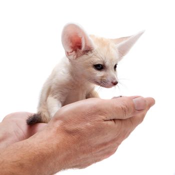 Pretty Fennec fox, Vulpes or Fennecus zerda cub on white background