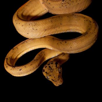 Red Amazon tree boa, corallus hortulanus, isolated on black background