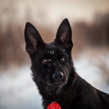 5 month old east-european shepherd dog in the field