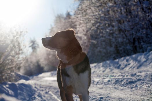 Mixed breed dog portrait in the winter field