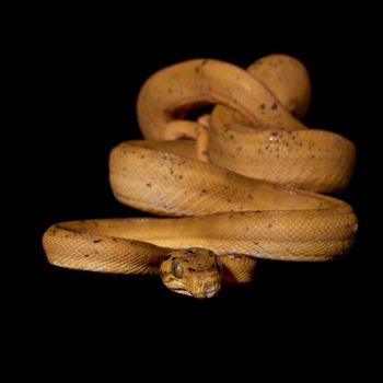 Red Amazon tree boa, corallus hortulanus, isolated on black background