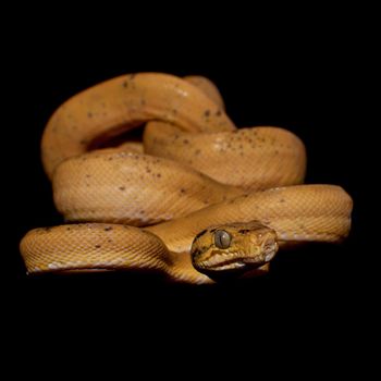 Red Amazon tree boa, corallus hortulanus, isolated on black background